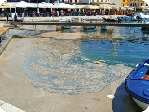 Strani mediji alarmiraju: Cvjetanje mora u Istri - prirodna pojava ili turistička prepreka?-145671