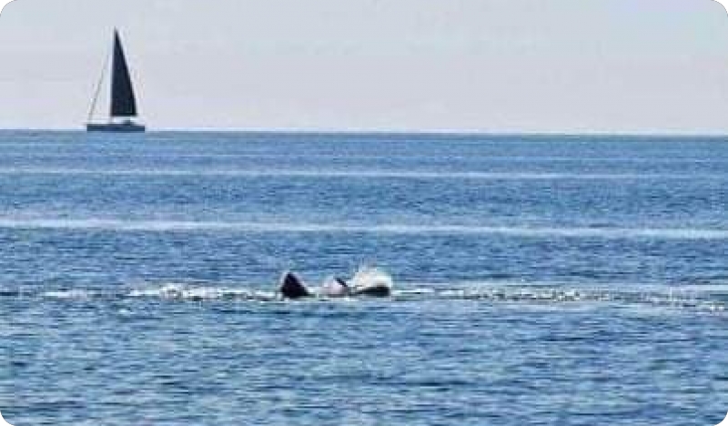 Neobičan prizor u Brijunskom akvatoriju: Što se događa s tunom i morskim psom?-144118