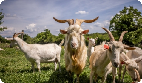 Bez stoke nestaju i pašnjaci? AZRRI u Puli okuplja stručnjake oko problema koji mijenja ruralni krajolik-164090