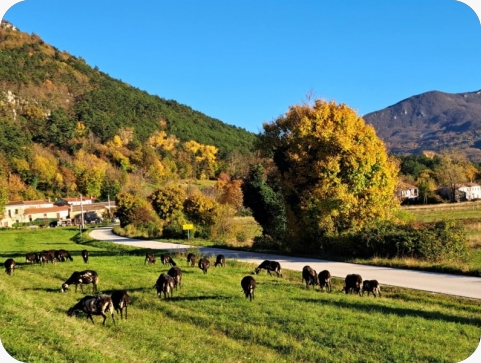 U Brestu pod Učkom prvi istarski međunarodni dan lovstva-156374