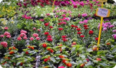 Sajam cvijeća, festival šparoga, otvorenja izložbi i još mnogo toga-159727