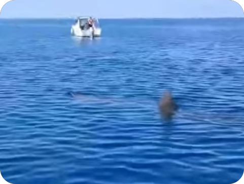 (VIDEO) Kod Pule ponovno viđena golema psina, postala je hit i na društvenim mrežama-159949