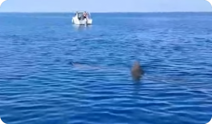 (VIDEO) Kod Pule ponovno viđena golema psina, postala je hit i na društvenim mrežama-159949