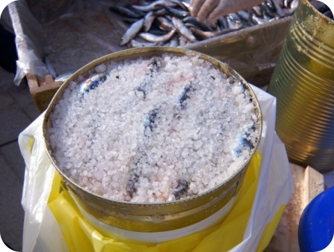 U Fažani počinje borba za najbolje sardele-159823