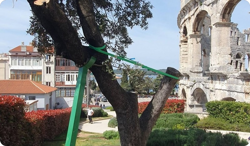 Spašeno je stablo crnike kod Pulske Arene!-159760