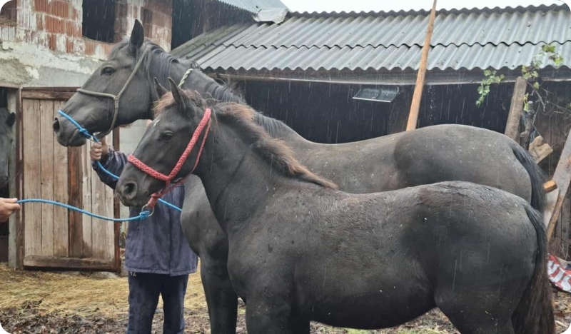Pasmina Nonius stigla u Istru,&nbsp; u konjički klub Muntić-158506