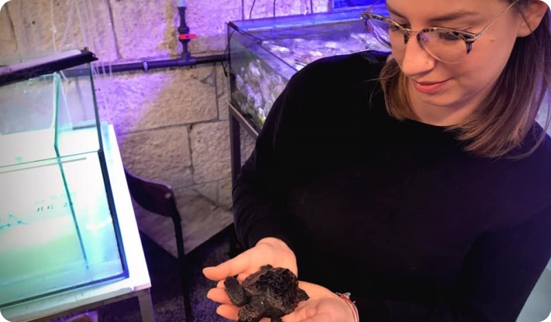 Najmanja jedinka glavate želve u Jadranu stigla u Pulu-114272