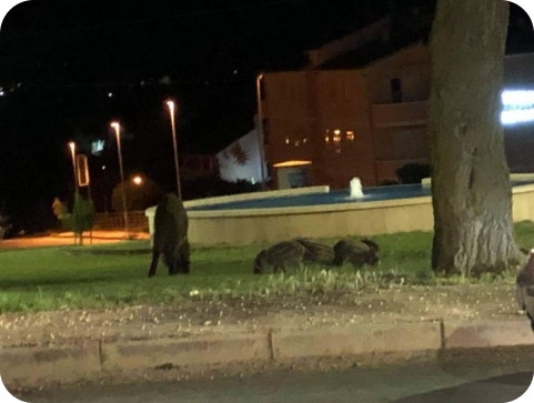 Na Labinštini se kreće u rješavanje problema najezde divljih svinja u naseljena područja-126837