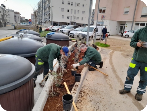 Herculanea u Valturskoj ulici posadila 200-tinjak sadnica ukrasnog bilja-133474