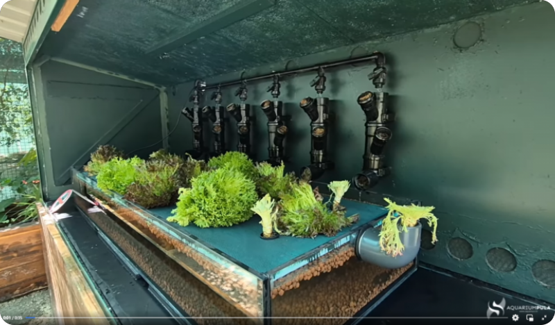 Aquarium Pula predstavlja novu inovativnu izložbu ‘Akvaponija’-146611