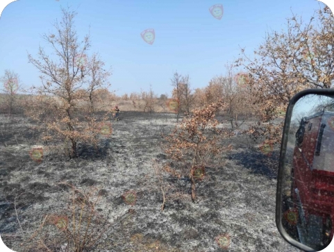 Požar trave i niskog raslinja u Segetu-125664
