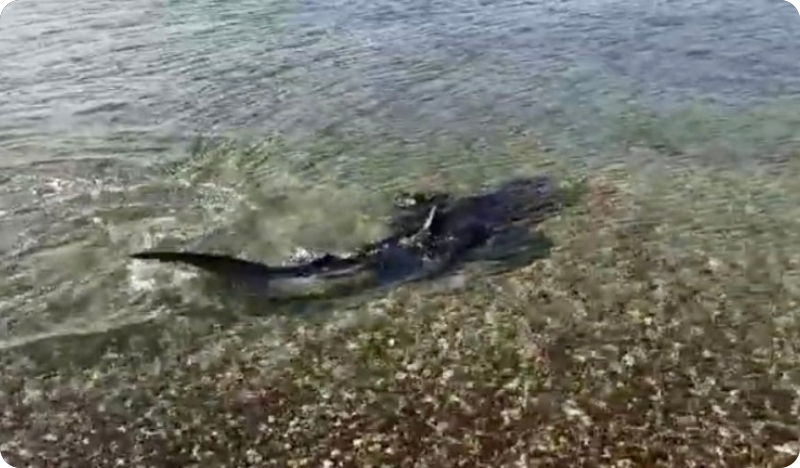 Morski pas snimljen u Pomeru - VIDEO-127186