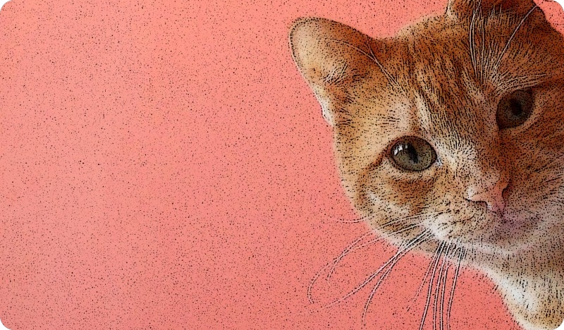 Izložba Fedore Kraljić “Mačke na kutijama (Ulomci iz mačkodnevnika)”-150103