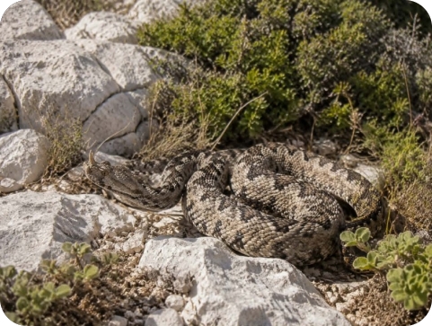 Poskok ugrizao četverogodišnjaka u istarskom kampu-162990