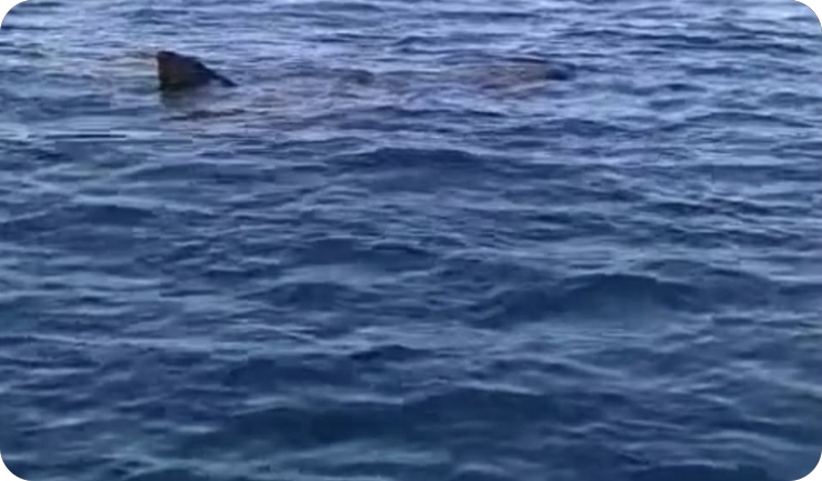 Velika kitopsina snimljena u pulskom akvatoriju VIDEO-159764