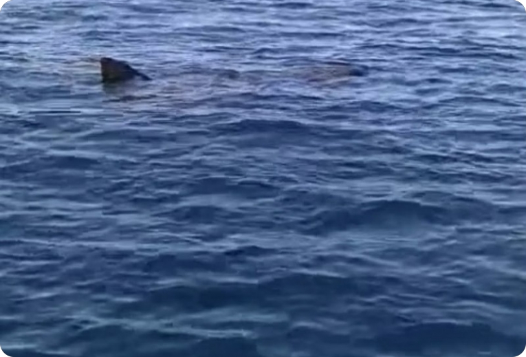 Velika kitopsina snimljena u pulskom akvatoriju VIDEO-159764