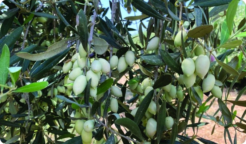 Strane sorte maslina: Barnea je prava uljarica-133980