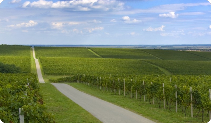 Vina Belje zasadila nove vinograde u Baranji-160456