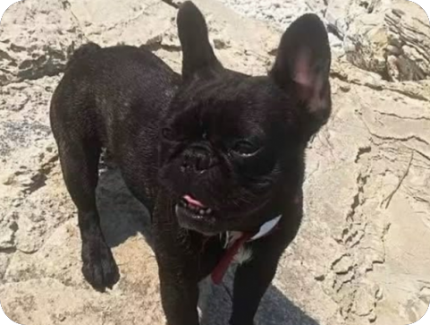 Trojica mladića nakon nesreće odvezla psa prema veterinaru, od tada mu se gubi svaki trag-164450
