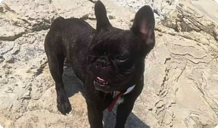 Trojica mladića nakon nesreće odvezla psa prema veterinaru, od tada mu se gubi svaki trag-164450