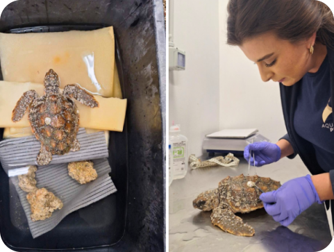 Još jedna kornjača spašena u Istri, a zahvaljujući brzoj reakciji odmah je zaprimila infuziju-156569