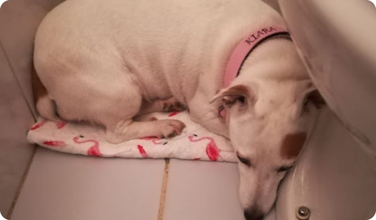 Upozorenje Prijatelja životinja: Amputirani prsti i strah umjesto blagdana-157518