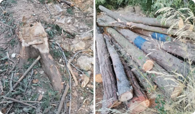 Puležani predali kaznenu prijavu DORH-u za devastaciju šume na Valkanama-139937