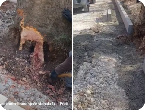 Što se događa sa stablima u Puli? Građani upozoravaju na kaos - VIDEO-159400