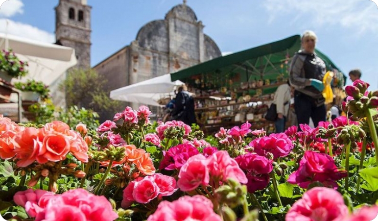 Najmirisniji vikend u Istri, krenula Fešta od rožic-159743