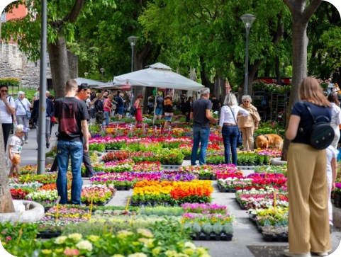 Pulski Giardini se pretvaraju u cvjetnu oazu, stiže sajam cvijeća “Florija”-160202