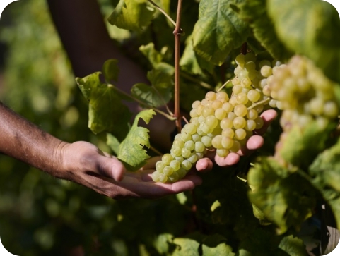 Istarski vinari zadovoljni berbom: Vinistra najavila En Primeur mladih malvazija-157535