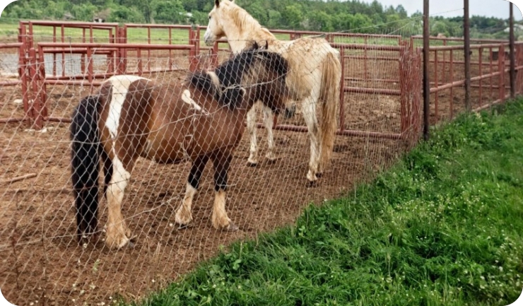 Nekada popularni Horse centar u Loborici mogao bi dobiti novo ruho! Planira se veliki zabavno-rekreacijski kompleks-164482