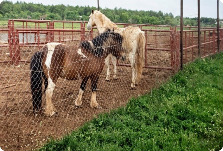 Nekada popularni Horse centar u Loborici mogao bi dobiti novo ruho! Planira se veliki zabavno-rekreacijski kompleks-164482