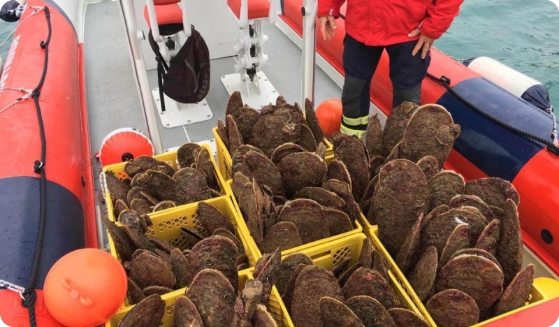Rovinj: Premještene periske kojima je zbog radova prijetilo uništenje-103749