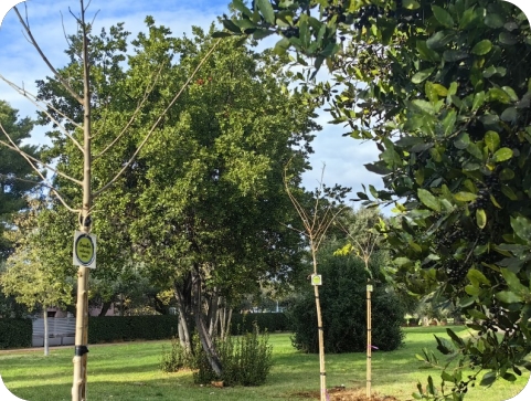 U Fažani posađeno 10 sadnica bijelog duda kao podsjetnik na zlatno doba ove vrste-156575