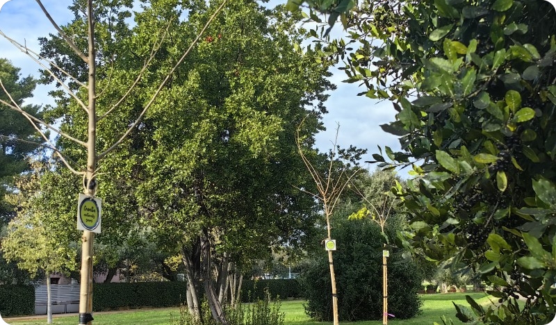 U Fažani posađeno 10 sadnica bijelog duda kao podsjetnik na zlatno doba ove vrste-156575