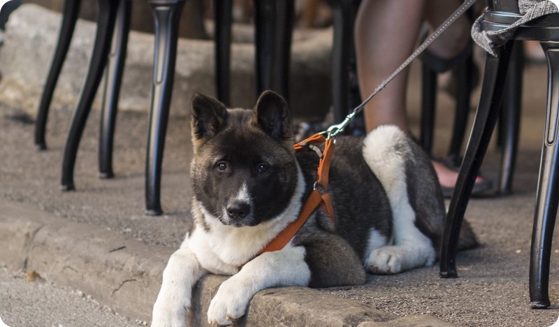 Danas je Međunarodni dan pasa-109444