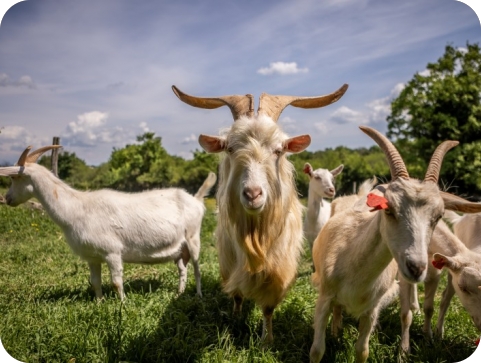 Bez stoke nestaju i pašnjaci? AZRRI u Puli okuplja stručnjake oko problema koji mijenja ruralni krajolik-164090