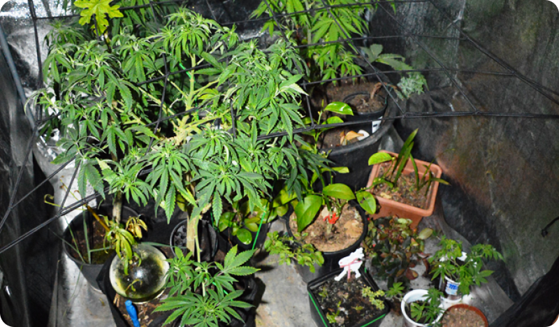 Višnjanac drogu uzgajao u laboratorijima za indoor uzgoj indijske konoplje-158305