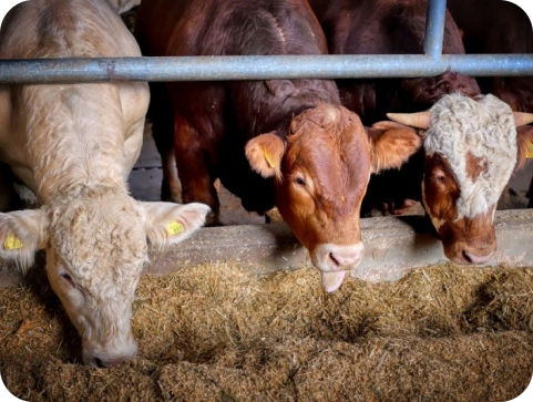 Pojava slinavke i šapa u Mađarskoj – poziv na oprez i primjenu biosigurnosnih mjera-150940