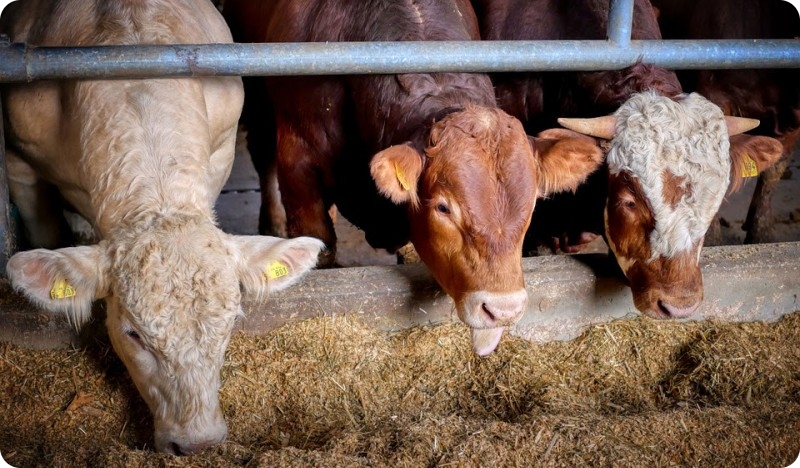 Pojava slinavke i šapa u Mađarskoj – poziv na oprez i primjenu biosigurnosnih mjera-150940