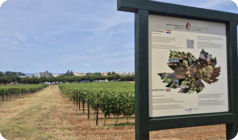 Gotovo nestale istarske sorte ponovno su u vinogradima, bocama i u ponudi vinarija-162673