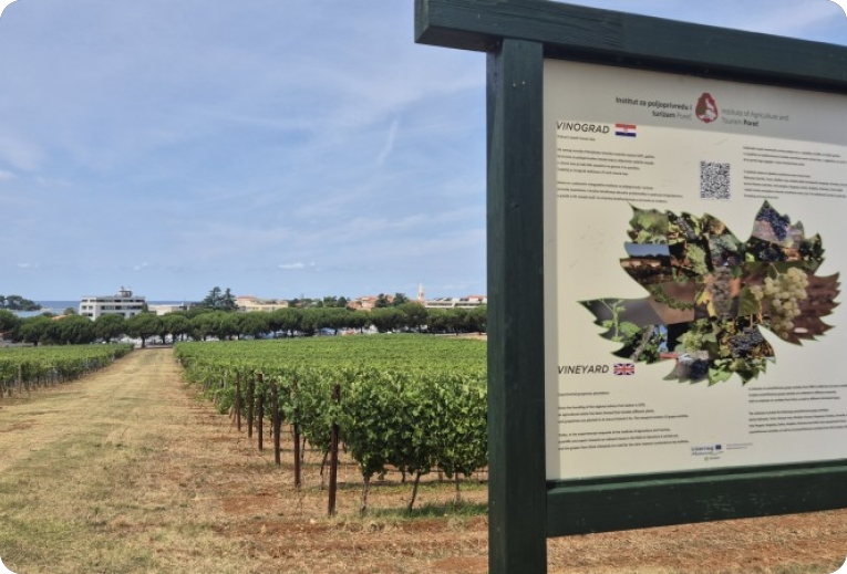 Gotovo nestale istarske sorte ponovno su u vinogradima, bocama i u ponudi vinarija-162673