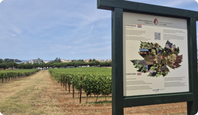 Gotovo nestale istarske sorte ponovno su u vinogradima, bocama i u ponudi vinarija-162673
