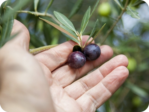 Ispred trgovačkog centra otuđene vreće s ukupno 80 kilograma maslina-148231