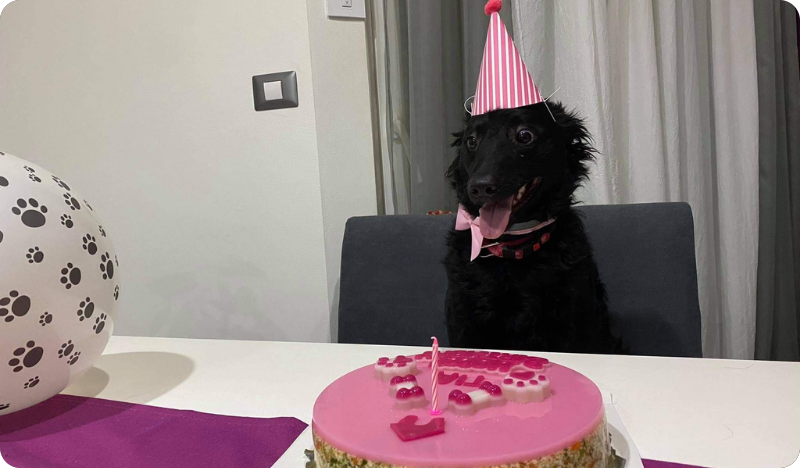 Torte za pse postoje, a rade se i u Istri!-123764