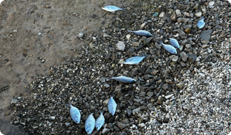 Velike količine mrtvih riba i galebova na plažama Valbandona i u Zonki - VIDEO-149720