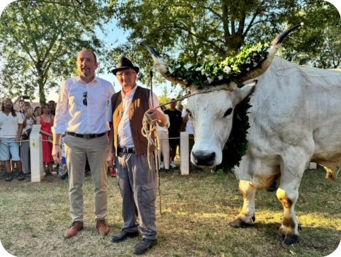 Impresivni Boškarin Sarožin osvaja 34. Smotru u Kanfanaru s rekordnih 1375 kilograma!-146451