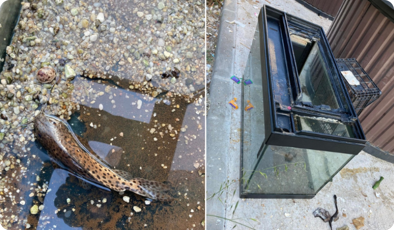 Napušteni akvarij s živim ribama pronađen u Koparskoj ulici u Puli-145380