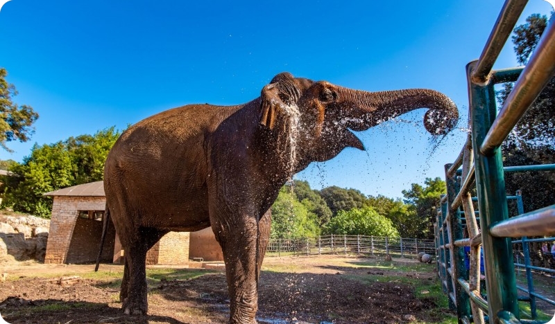 Slonica Lanka slavi 52. rođendan!-146621